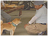 ちい きょうのわんこ 写真5