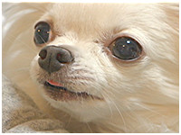 みるく きょうのわんこ 写真1