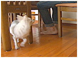 みるく きょうのわんこ 写真4