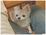 みるく きょうのわんこ 写真5