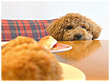 チョコ きょうのわんこ 写真3