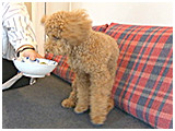 チョコ きょうのわんこ 写真4