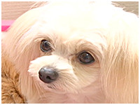ぶぶ きょうのわんこ 写真1