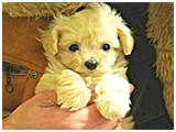 ぶぶ きょうのわんこ 写真3