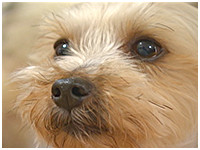クリス きょうのわんこ 写真1