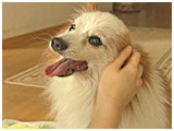 みみ きょうのわんこ 写真4