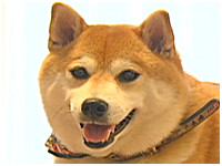 五郎 きょうのわんこ 写真1