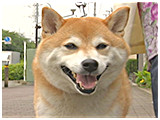 五郎 きょうのわんこ 写真3