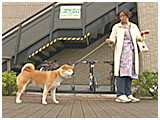 五郎 きょうのわんこ 写真4