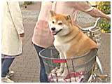 五郎 きょうのわんこ 写真5