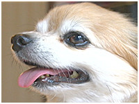 アラン きょうのわんこ 写真1