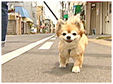 アラン きょうのわんこ 写真2
