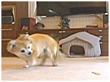 アラン きょうのわんこ 写真3