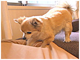アラン きょうのわんこ 写真4
