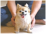 アラン きょうのわんこ 写真5