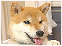 チビ きょうのわんこ 写真1