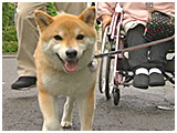 チビ きょうのわんこ 写真2