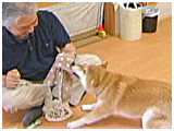チビ きょうのわんこ 写真3