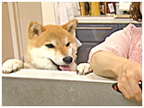 チビ きょうのわんこ 写真4