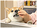 チビ きょうのわんこ 写真5