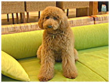 もこ きょうのわんこ 写真2