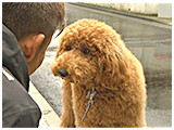 もこ きょうのわんこ 写真3