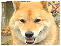 ヤマト きょうのわんこ 写真1