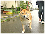 ヤマト きょうのわんこ 写真2
