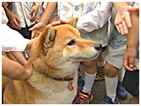 ヤマト きょうのわんこ 写真3