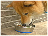ヤマト きょうのわんこ 写真4