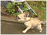 シェリ きょうのわんこ 写真3