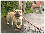シェリ きょうのわんこ 写真4