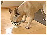 シェリ きょうのわんこ 写真5