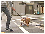 いとうくん きょうのわんこ 写真3
