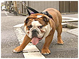 いとうくん きょうのわんこ 写真4