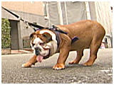 いとうくん きょうのわんこ 写真5