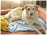 ムース きょうのわんこ 写真2