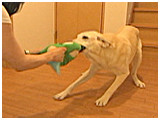 ムース きょうのわんこ 写真4