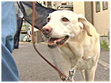 ムース きょうのわんこ 写真5