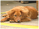 トレイル きょうのわんこ 写真2