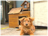 トレイル きょうのわんこ 写真3