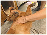 トレイル きょうのわんこ 写真4