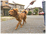 トレイル きょうのわんこ 写真5