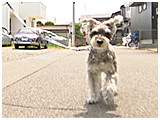 くるみ きょうのわんこ 写真2