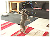 くるみ きょうのわんこ 写真4