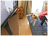 ふく きょうのわんこ 写真3