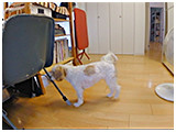 ふく きょうのわんこ 写真4