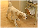 ふく きょうのわんこ 写真5