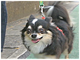 リリック きょうのわんこ 写真3