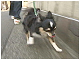 リリック きょうのわんこ 写真4